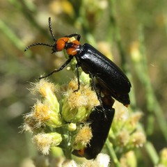 Lytta vulnerata