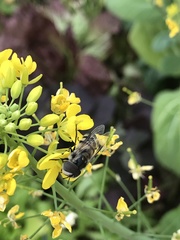 Copestylum fornax