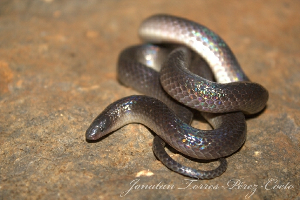 Peters' Earth Snake
