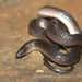 Peters' Earth Snake - Photo (c) jonatan-torres-perez-coeto, some rights reserved (CC BY-NC), uploaded by jonatan-torres-perez-coeto