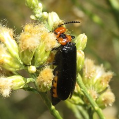 Lytta vulnerata