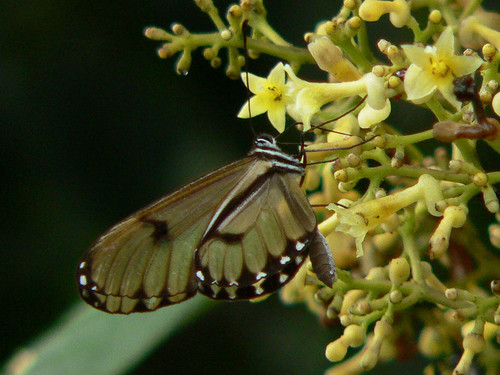 Napeogenes larilla
