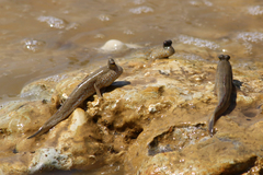 Periophthalmus chrysospilos