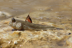 Periophthalmus chrysospilos