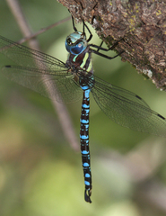 Aeshna persephone