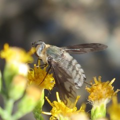 Poecilanthrax californicus