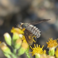 Poecilanthrax californicus
