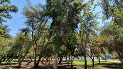 Beilschmiedia miersii