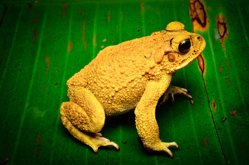 Yellow Toad