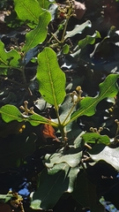 Beilschmiedia miersii