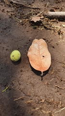 Beilschmiedia miersii