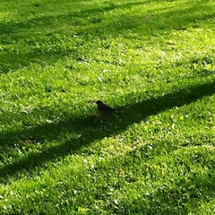 Turdus falcklandii magellanicus