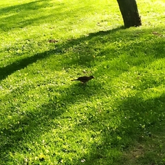 Turdus falcklandii magellanicus