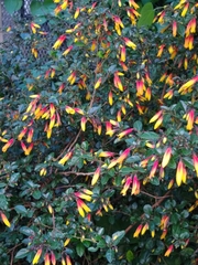 Justicia floribunda