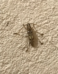 Eburodacrys truncata