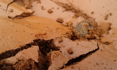 Dorymyrmex planidens