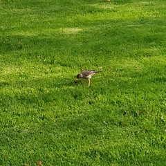Turdus falcklandii magellanicus