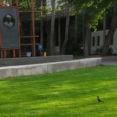 Turdus falcklandii magellanicus