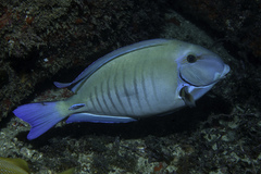 Doctorfish photo 3