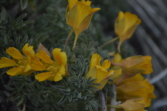 Tropaeolum polyphyllum
