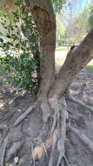 Beilschmiedia berteroana