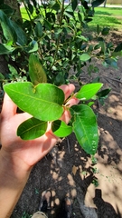 Beilschmiedia berteroana
