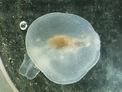 Cliopsis krohnii
