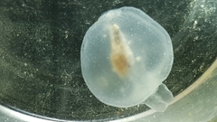 Cliopsis krohnii