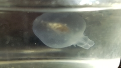 Cliopsis krohnii