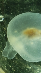 Cliopsis krohnii
