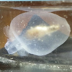 Cliopsis krohnii