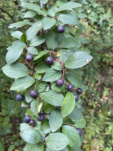 Blizgantysis kaulenis nuotrauka