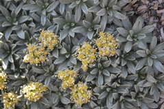 Azorella ruizii