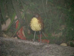 Grallaria flavotincta