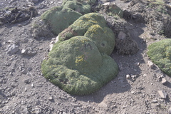 Azorella ruizii