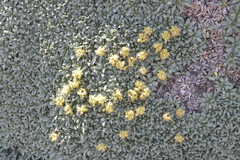 Azorella ruizii
