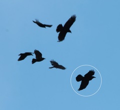 Corvus corax kamtschaticus