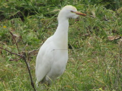 Bubulcus ibis