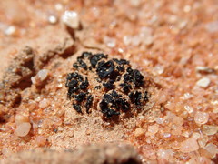 Enchylium coccophorum