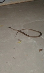 Dryophylax hypoconia