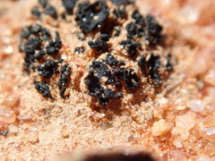 Enchylium coccophorum