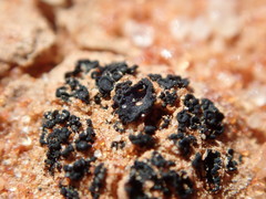 Enchylium coccophorum