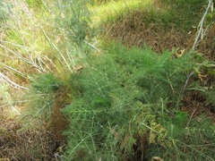 Foeniculum