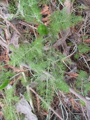 Foeniculum