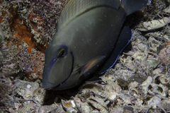 Acanthurus bahianus