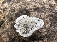 Solenopsora candicans