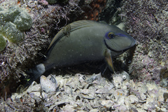 Acanthurus bahianus
