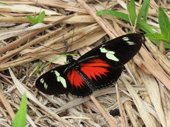 Heliconius doris dives