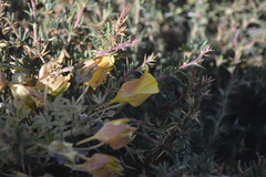 Tropaeolum polyphyllum