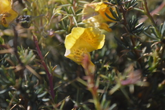 Tropaeolum polyphyllum